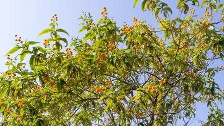 Buddleja globosa — port de la plante