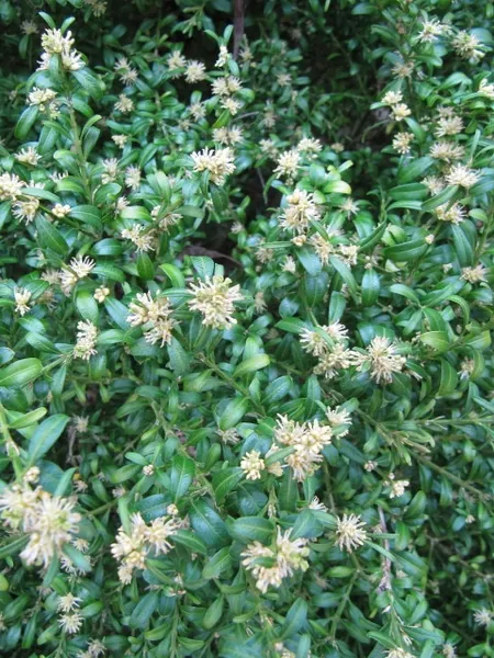 Buis — Buxus sempervirens