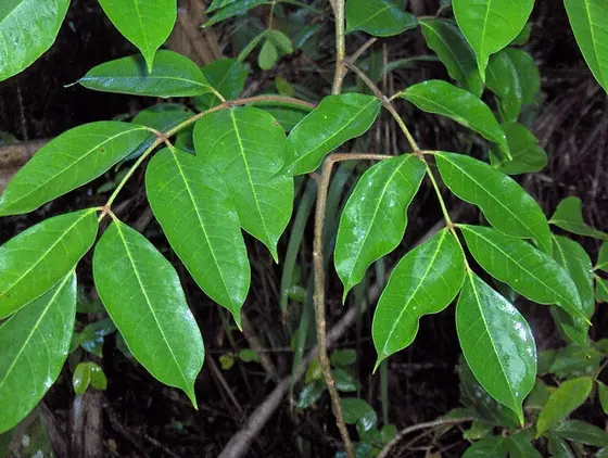 Bursera simaruba — feuillage