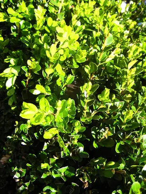 Buxus microphylla — port de la plante