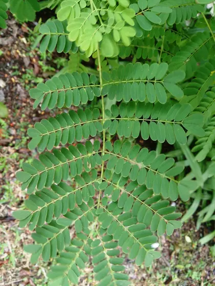 Caesalpinia pulcherrima — feuillage