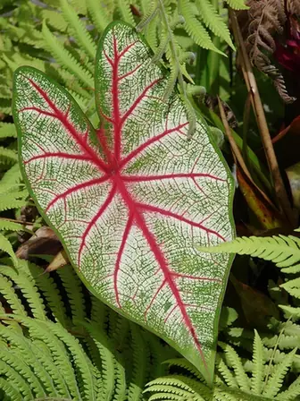 Caladium bicolor — photographie botanique