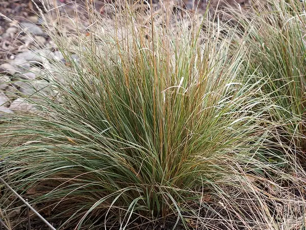 Calamagrostide — Calamagrostis × acutiflora