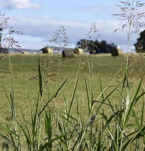 Calamagrostis canescens — photographie botanique