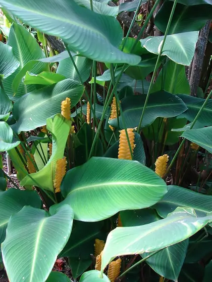Calathea crotalifera — floraison