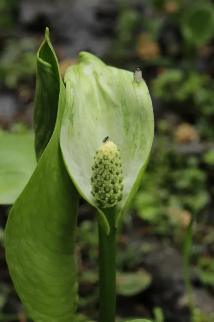 Calla palustris — floraison