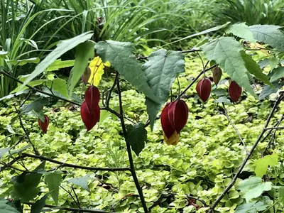 Callianthe megapotamica — port de la plante