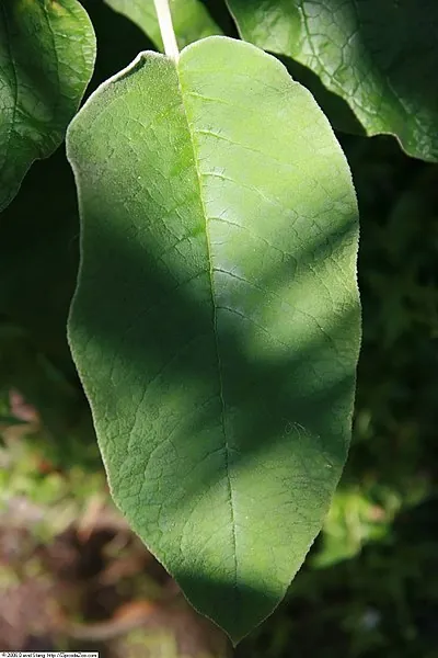 Callicarpa acuminata — feuillage