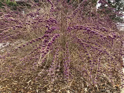 Callicarpa dichotoma — port de la plante