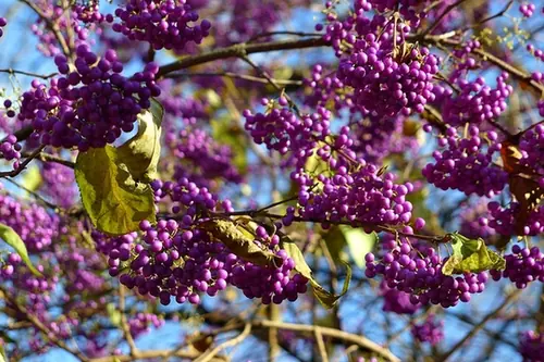 Callicarpa japonica — photographie botanique