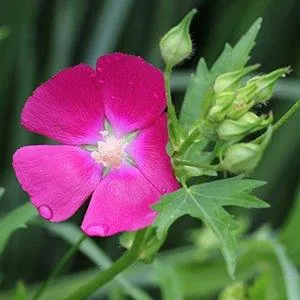 Callirhoe bushii — floraison
