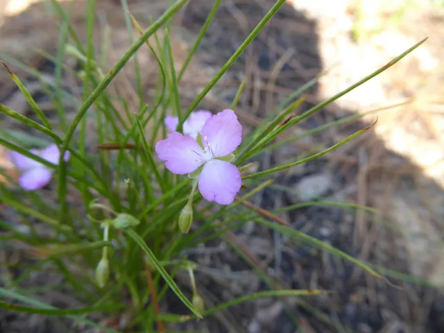 Callisia graminea — floraison