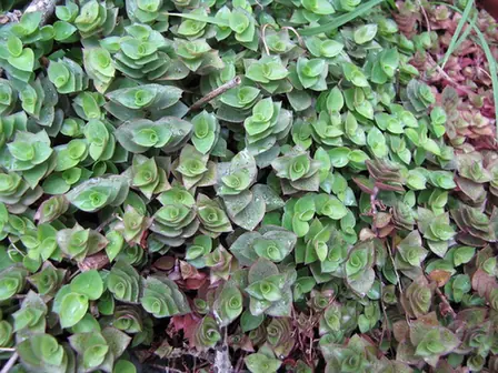 Callisia repens — port de la plante