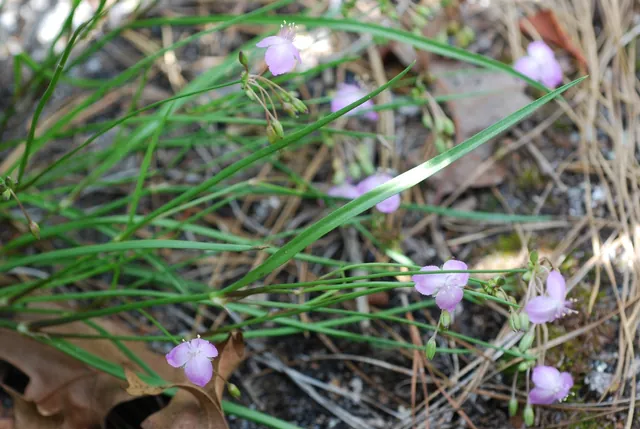 Callisia rosea — floraison