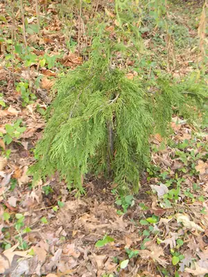 Callitropsis nootkatensis — port de la plante