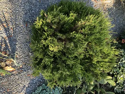 Calluna vulgaris — port de la plante
