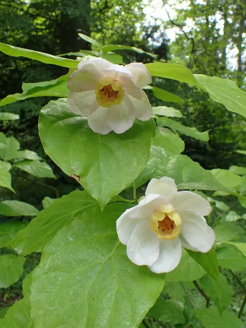 Calycanthus chinensis — floraison