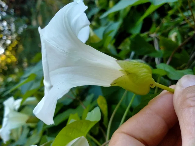 Calystegia silvatica — floraison