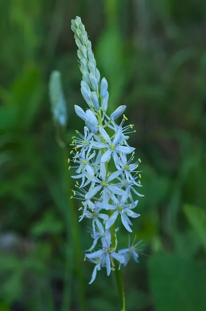 Camassia scilloides — floraison