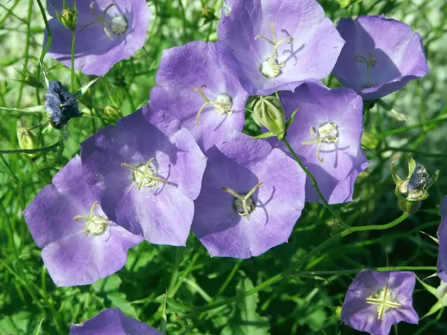 Campanula carpatica — floraison