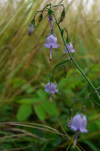 Campanula divaricata — photographie botanique