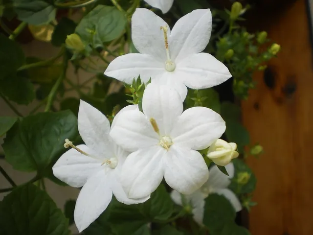 Campanula isophylla — floraison