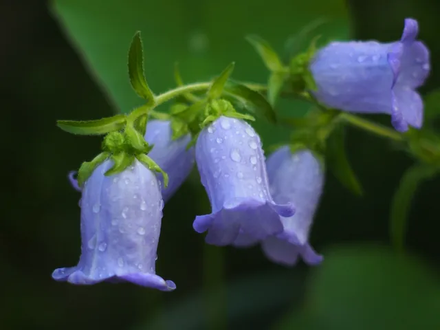 Campanula medium — floraison