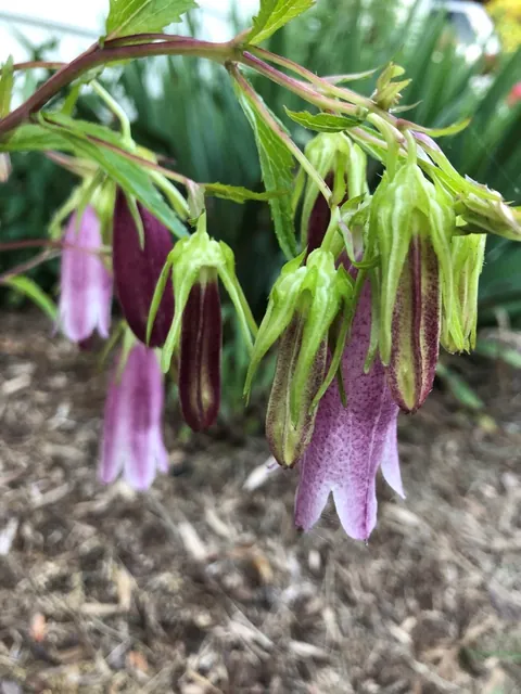 Campanula punctata — floraison