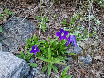 Campanula saxifraga — floraison