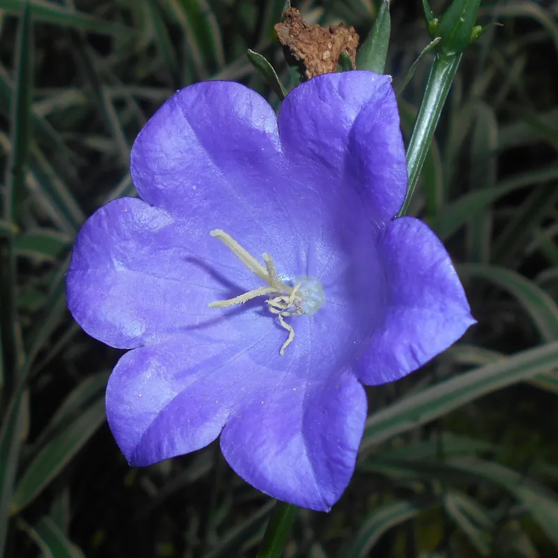 Campanule — Campanula persicifolia