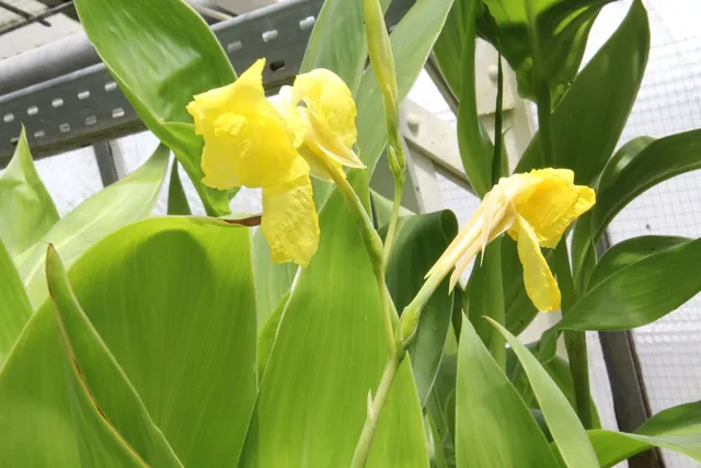 Canna flaccida — floraison