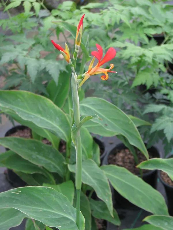 Canna — Canna indica