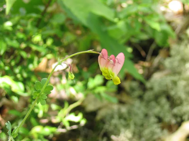Capnoides sempervirens — floraison