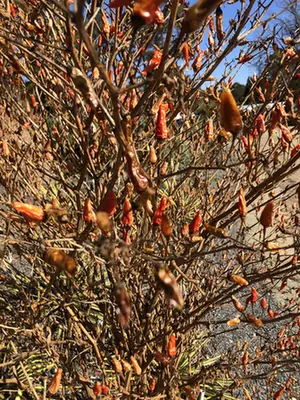 Capsicum frutescens — port de la plante