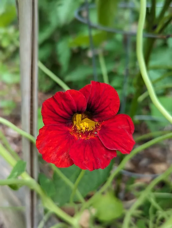 Capucine — Tropaeolum majus