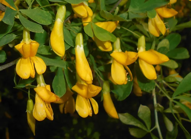 Caragana frutex — floraison