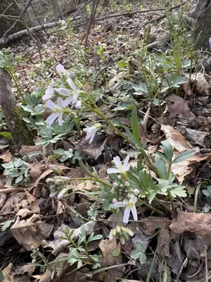 Cardamine angustata — floraison