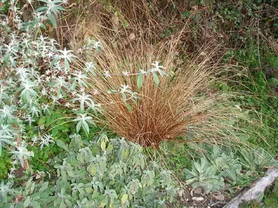 Carex buchananii — photographie botanique