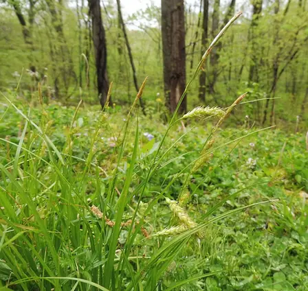 Carex cherokeensis — port de la plante
