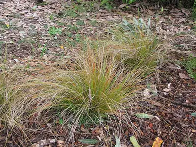 Carex comans — photographie botanique