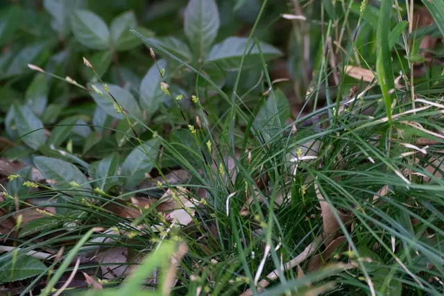Carex conica — port de la plante