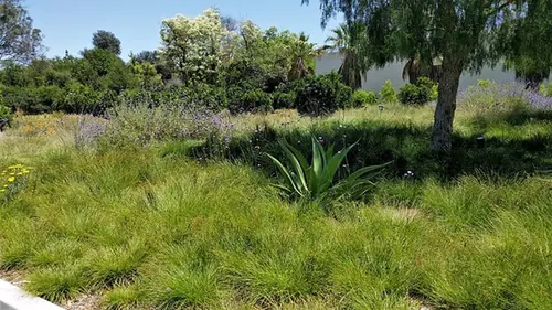 Carex divulsa — photographie botanique