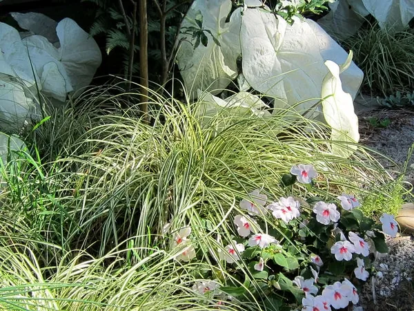 Carex du Japon — Carex oshimensis