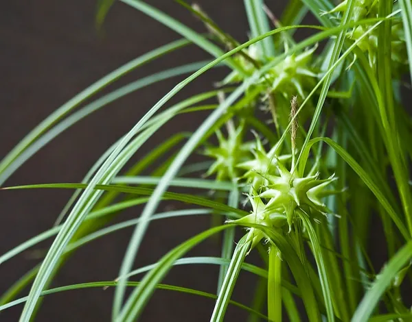 Carex grayi — floraison