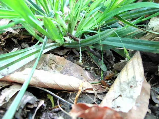 Carex laxiculmis — floraison