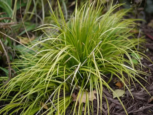 Carex morrowii — feuillage