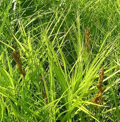 Carex muskingumensis — photographie botanique
