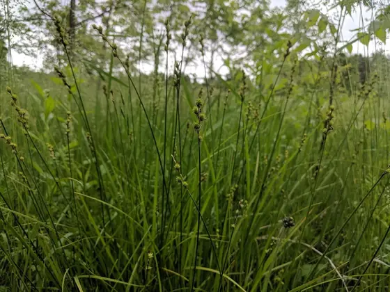 Carex normalis — photographie botanique