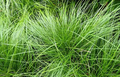 Carex pensylvanica — feuillage