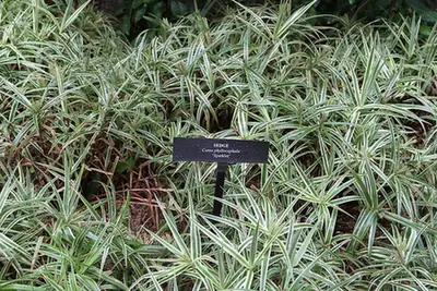Carex phyllocephala — photographie botanique